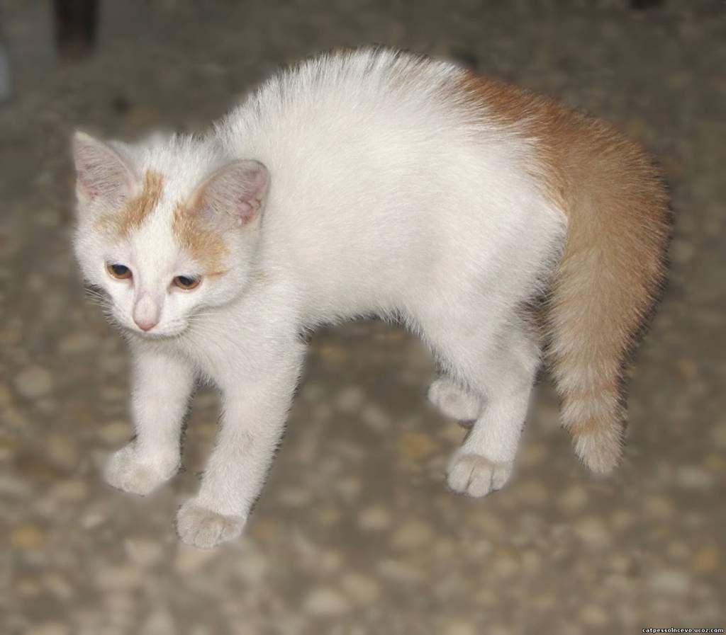 Белый кот с рыжими пятнами