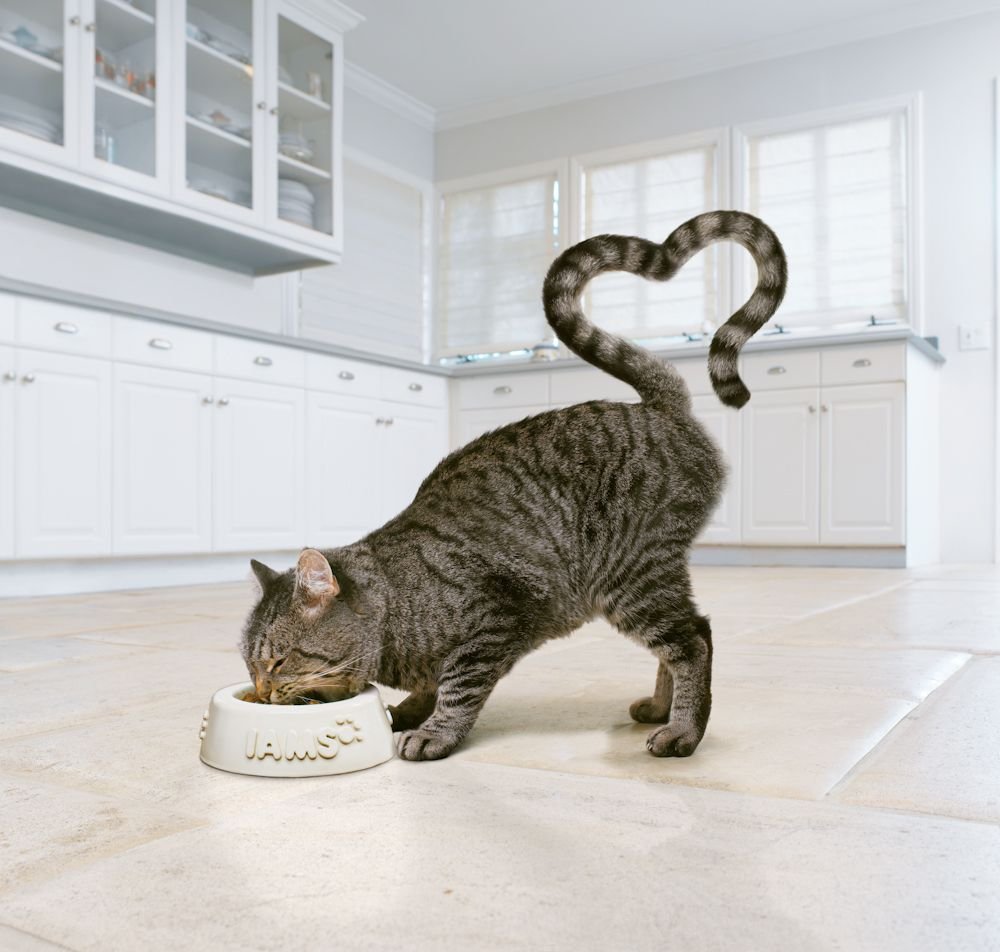 Кошкин хвост