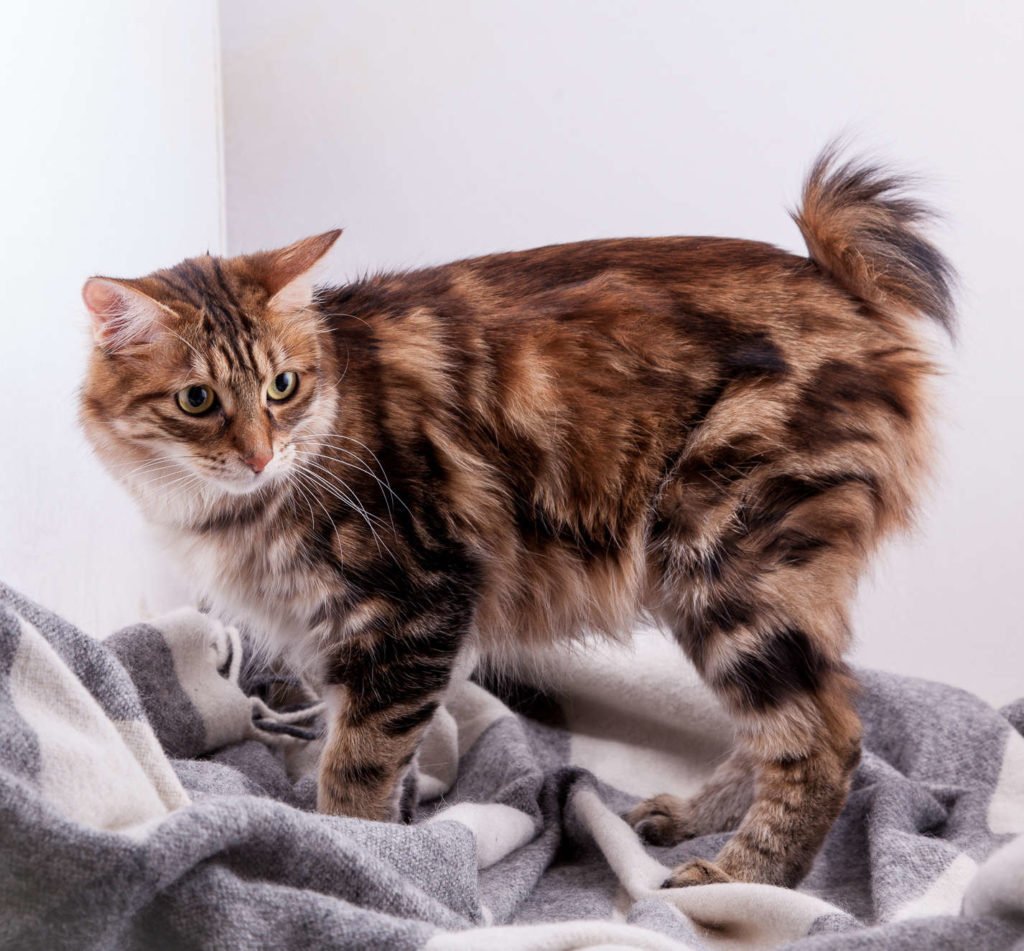 Курильский бобтейл кошка