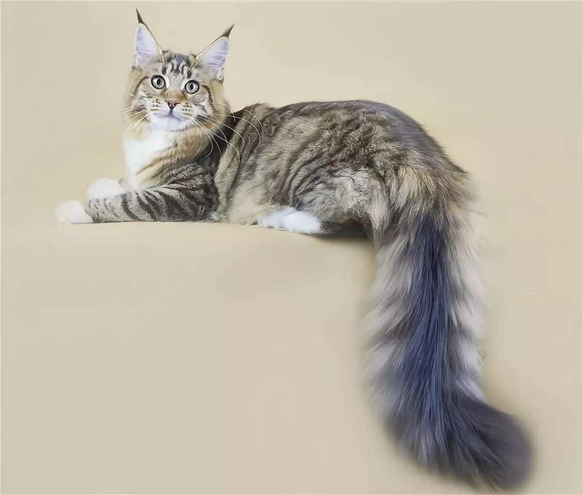 Австралийский Кольцехвостый поссум черный