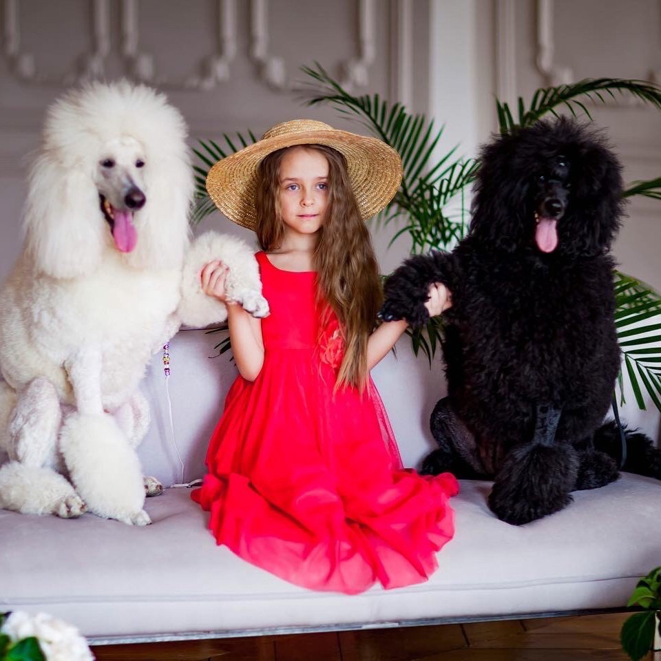 Кремовый Королевский пудель