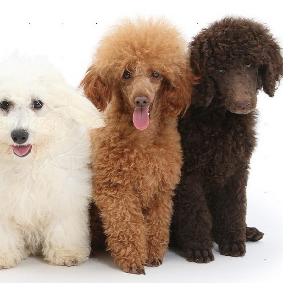 Королевский пудель нестриженный