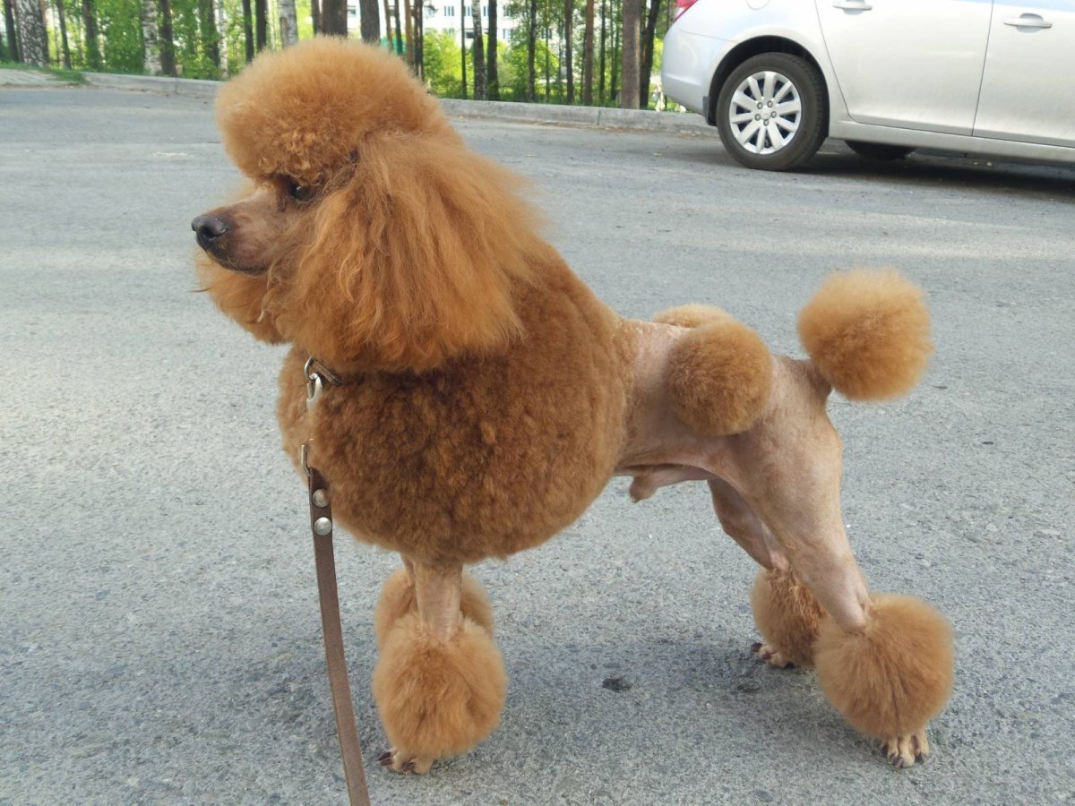 Пудель кучерявый