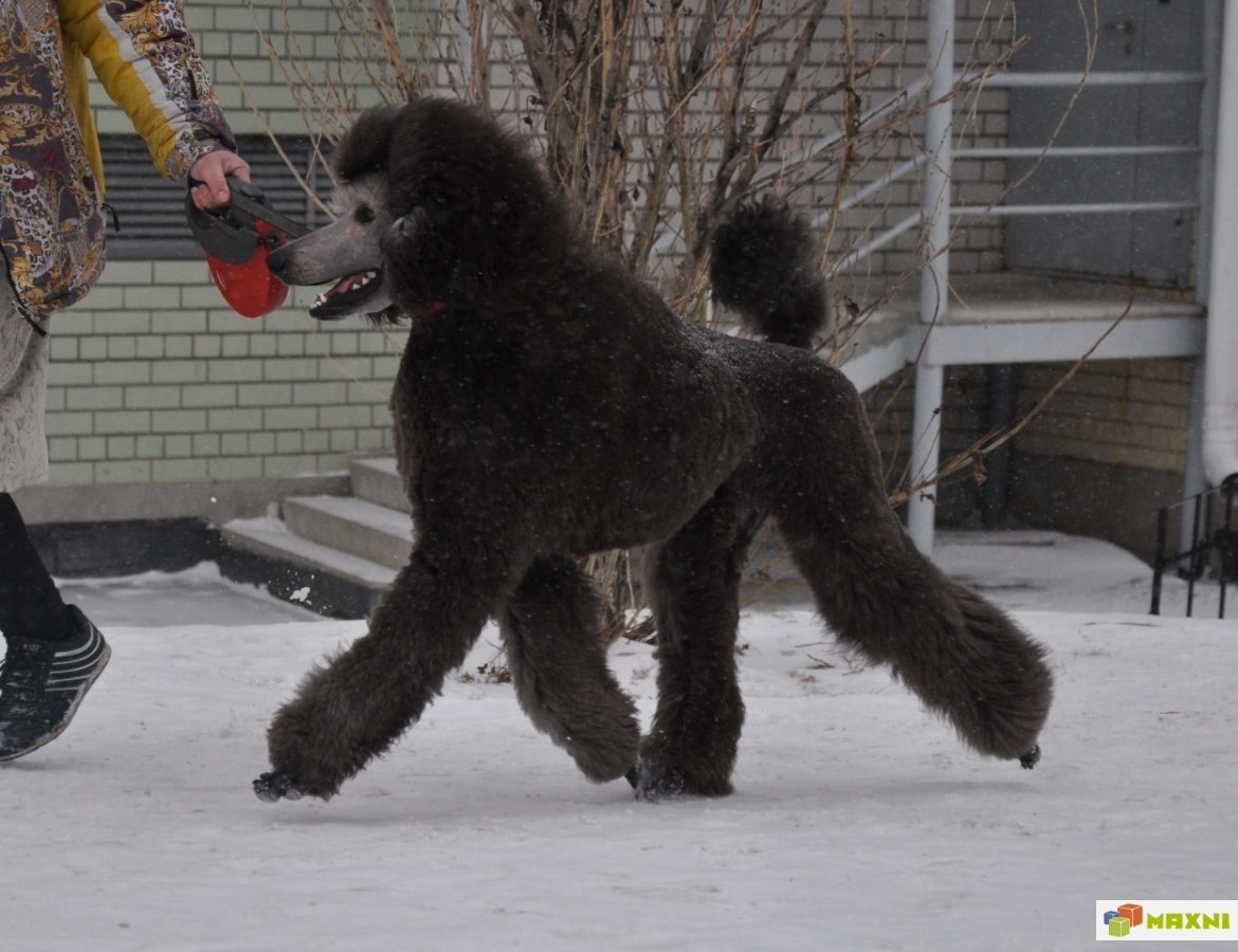 Королевский пудель злой