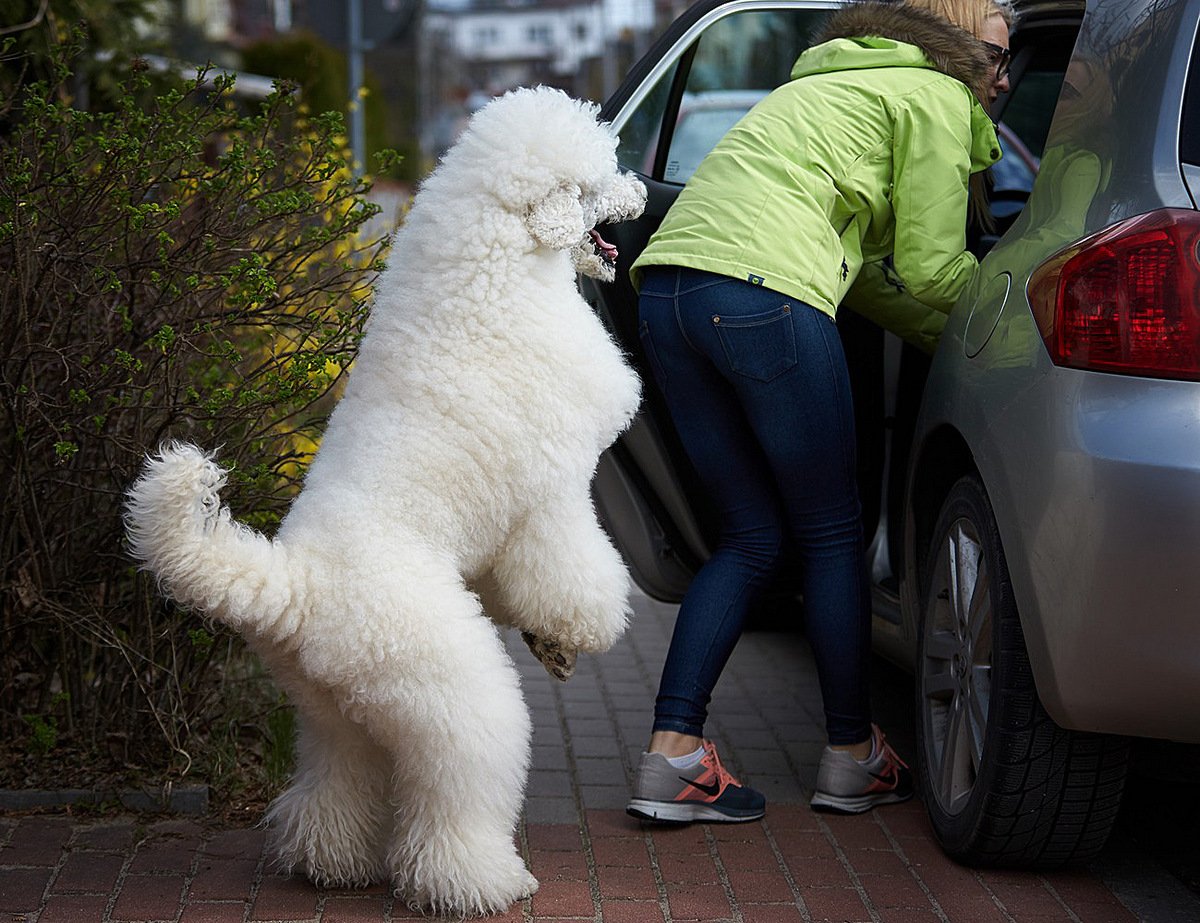 Белый Королевский пудель мальчик