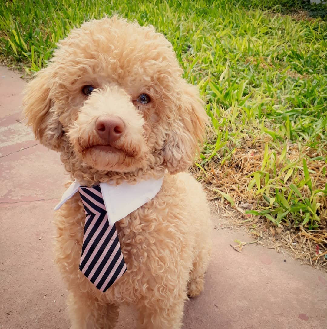 Королевский пудель щенок