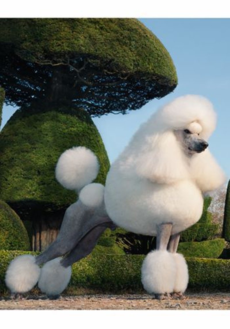 Королевский пудель