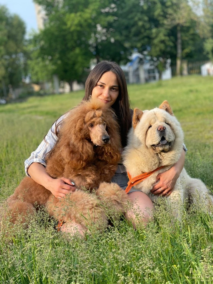 Щенок пудель на траве