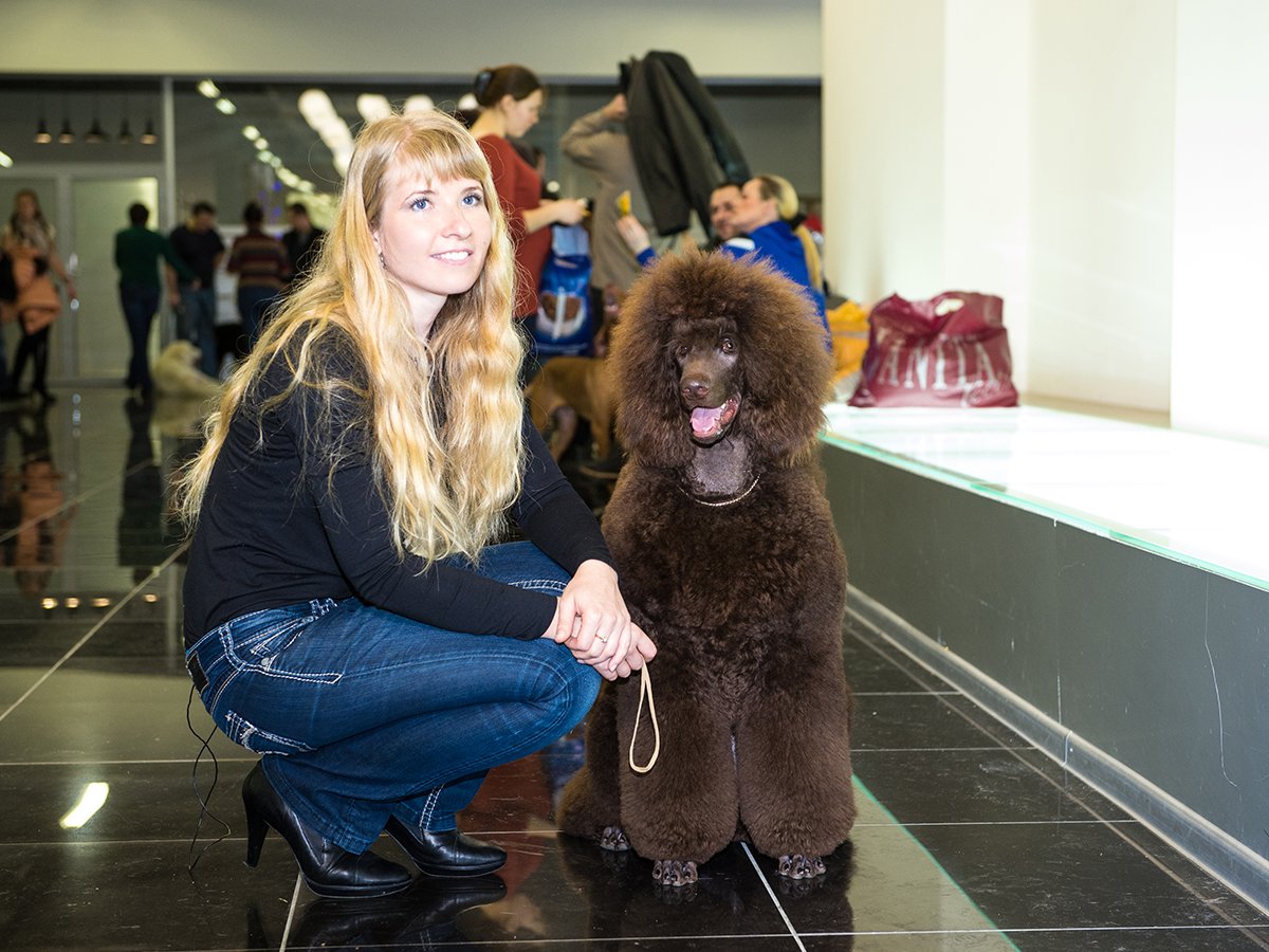 Пудель кудрявый дорогой