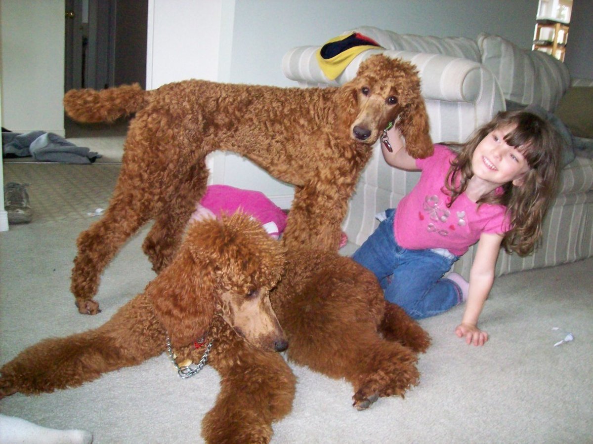 Королевский пудель