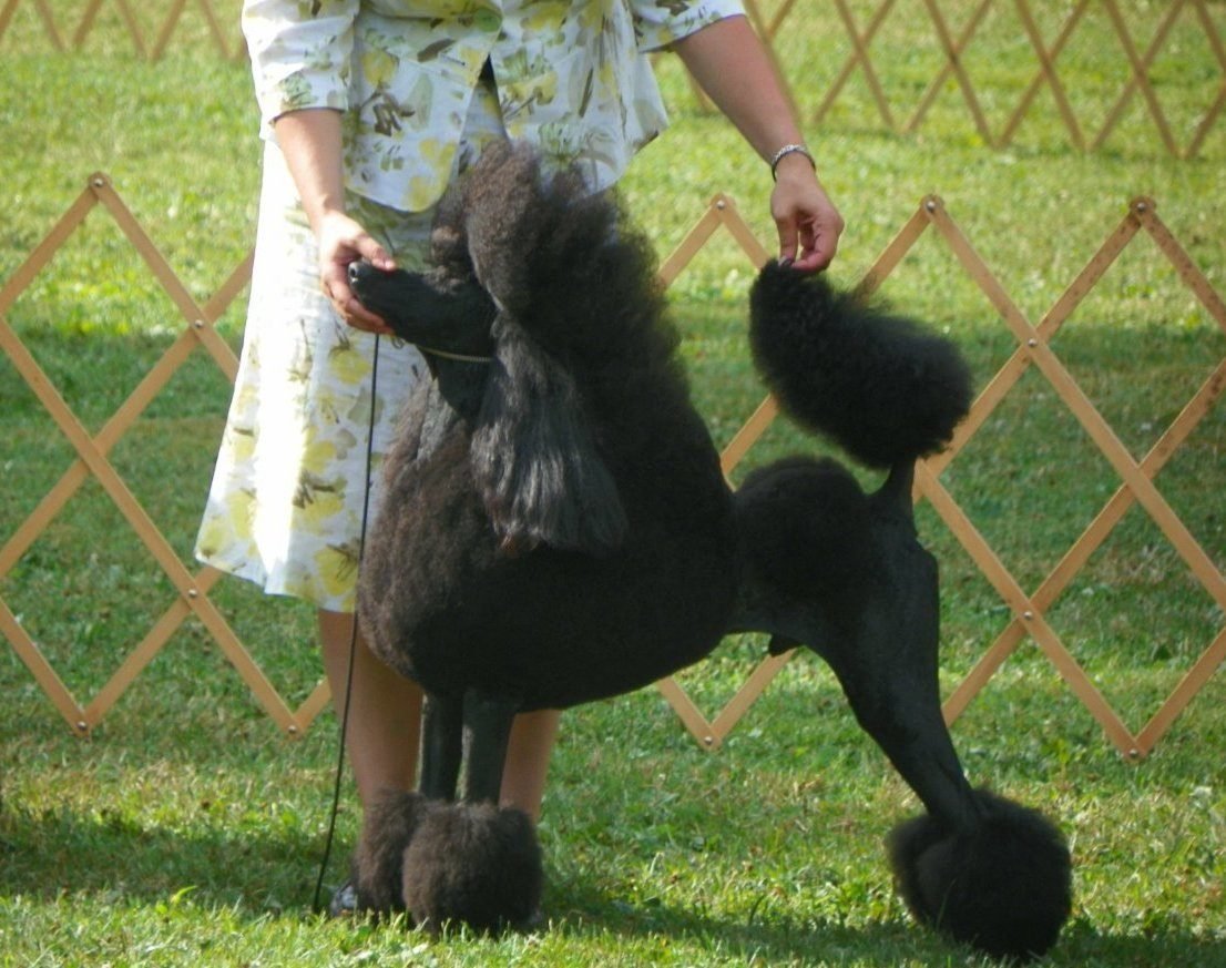 Смешной пудель