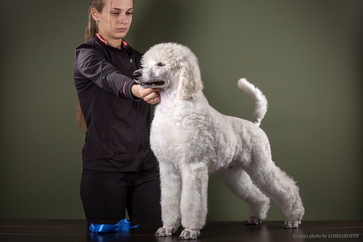 Тибетский пудель