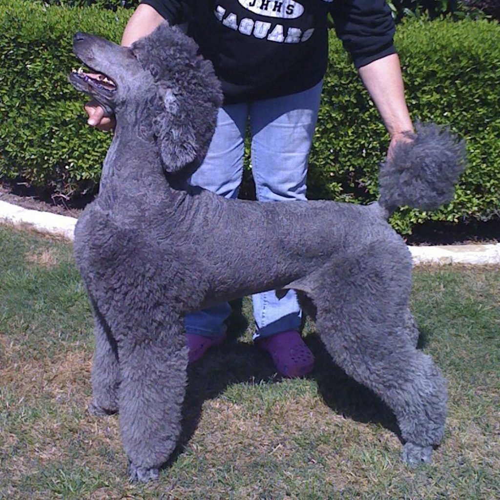 Член пуделя