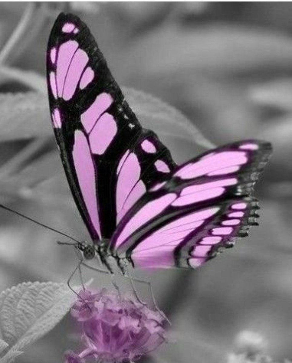 Бабочки фиолетового цвета. Бабочки. Бабочка фиолетовая. Красивые бабочки фиолетовые. Бабочки черно розовые.