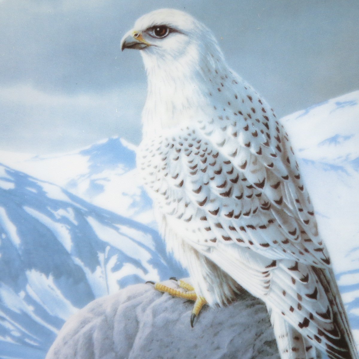 Белый Камчатский Кречет