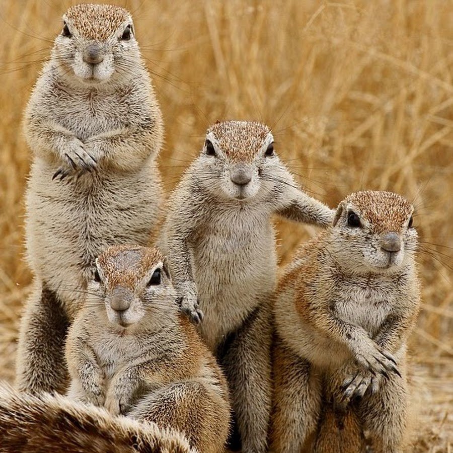 Ты суслика видишь нет