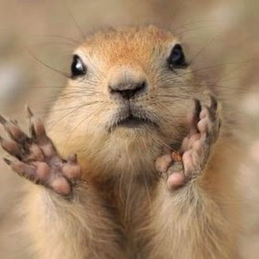 Свирепые суслики