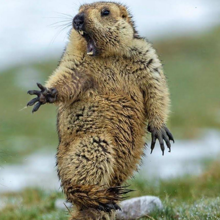 Бешеный сурок