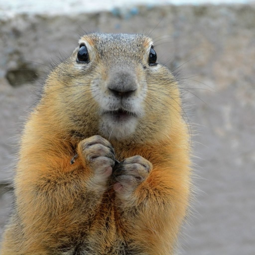 Прикольный суслик