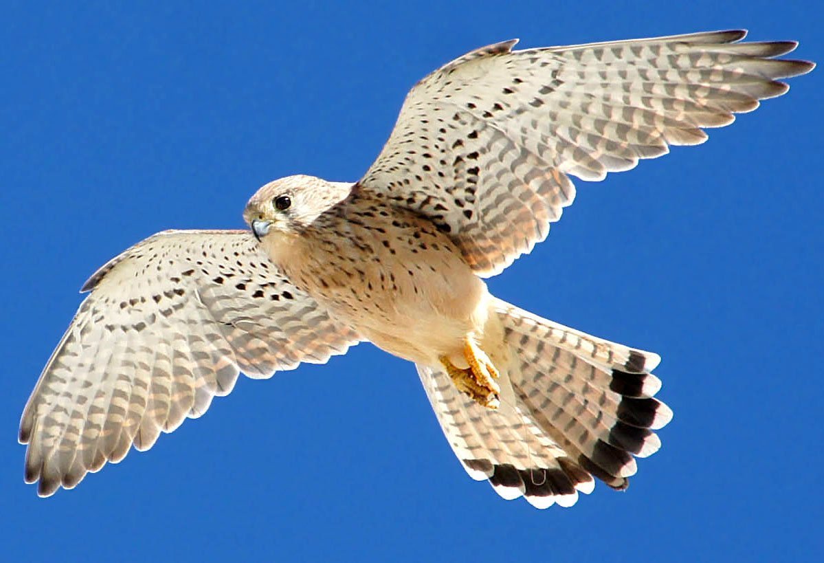 Кречет Falco rusticolus