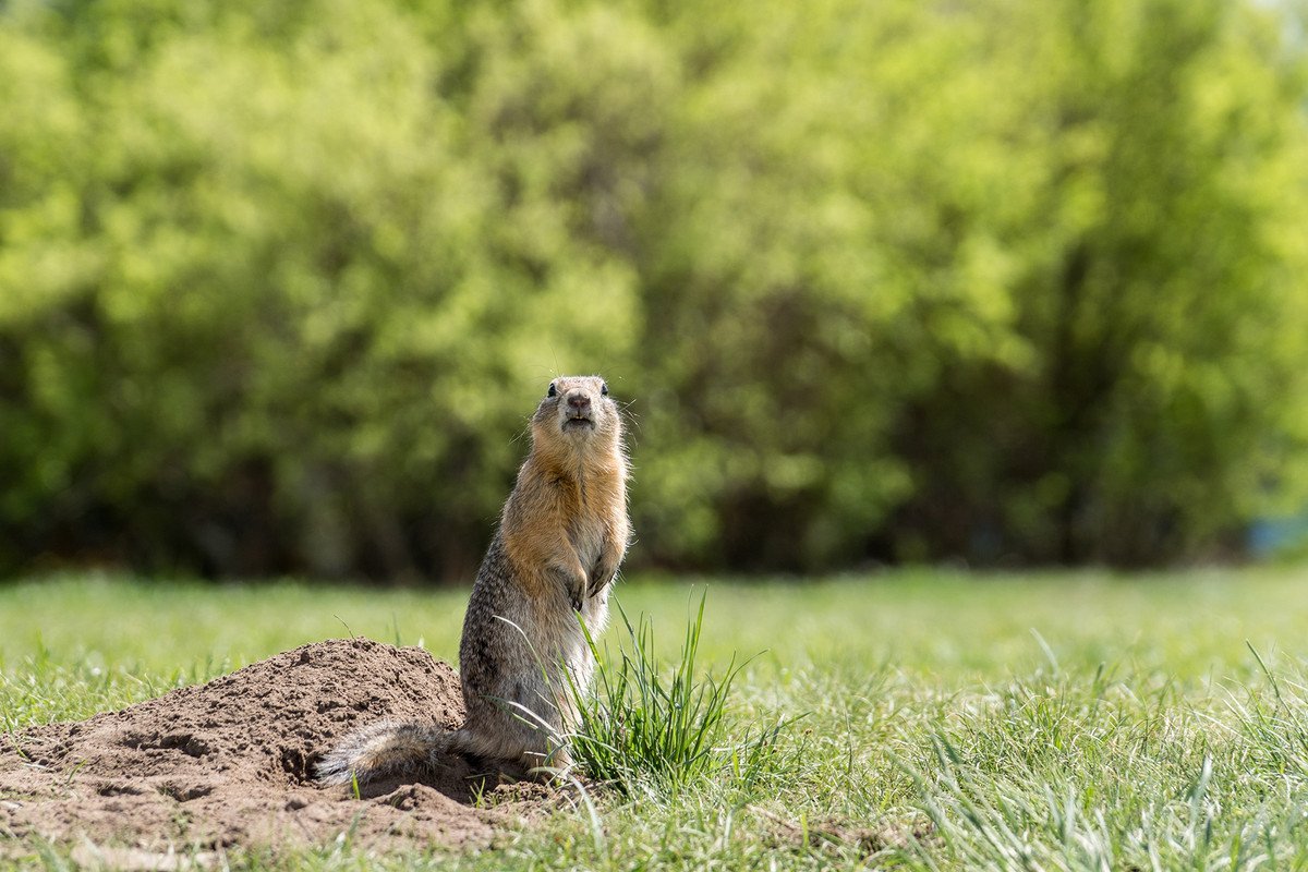 Уральский суслик