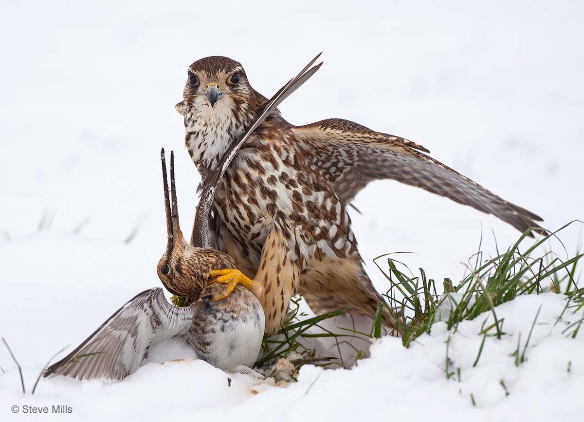 Камчатский Кречет