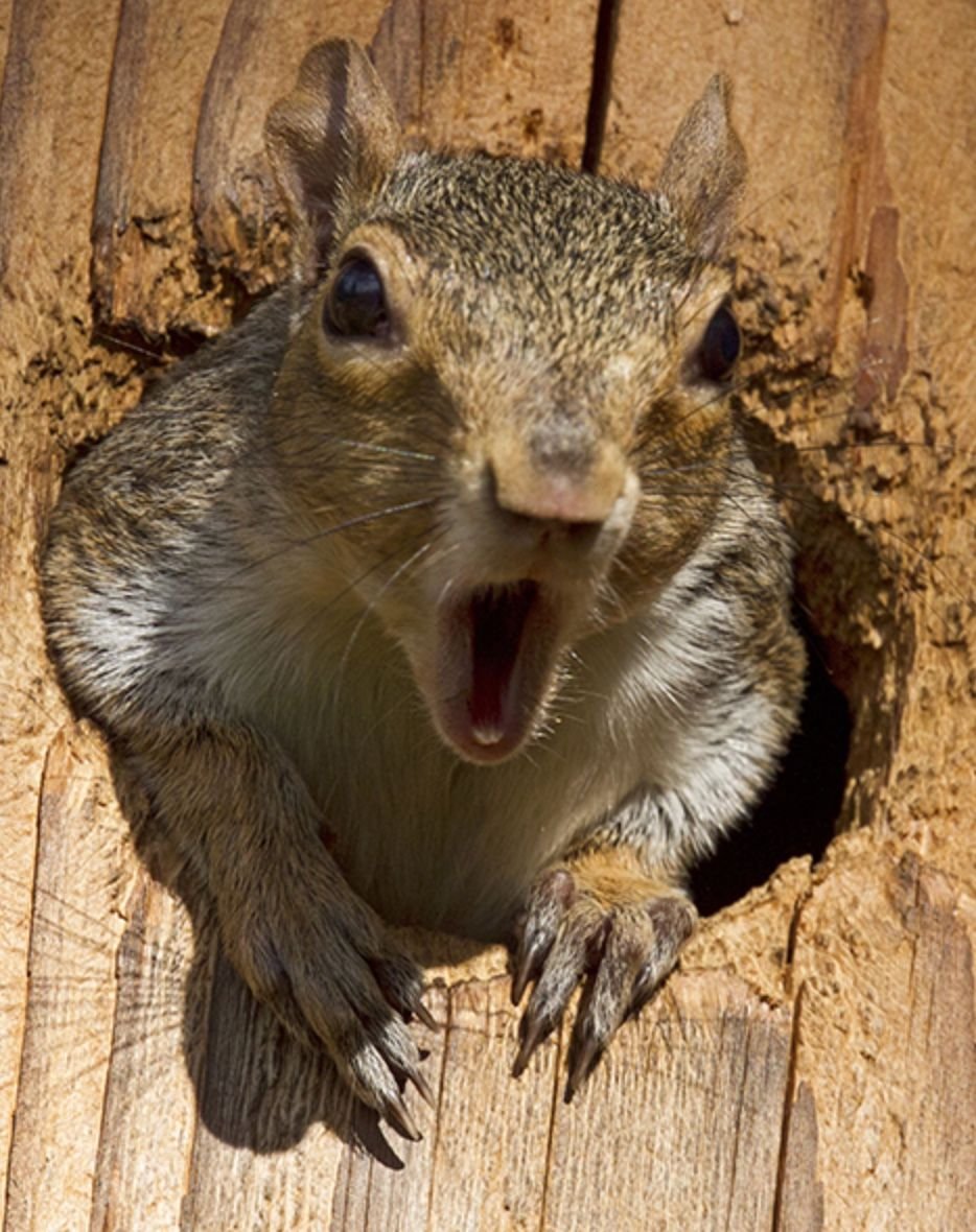 Бешеные белки