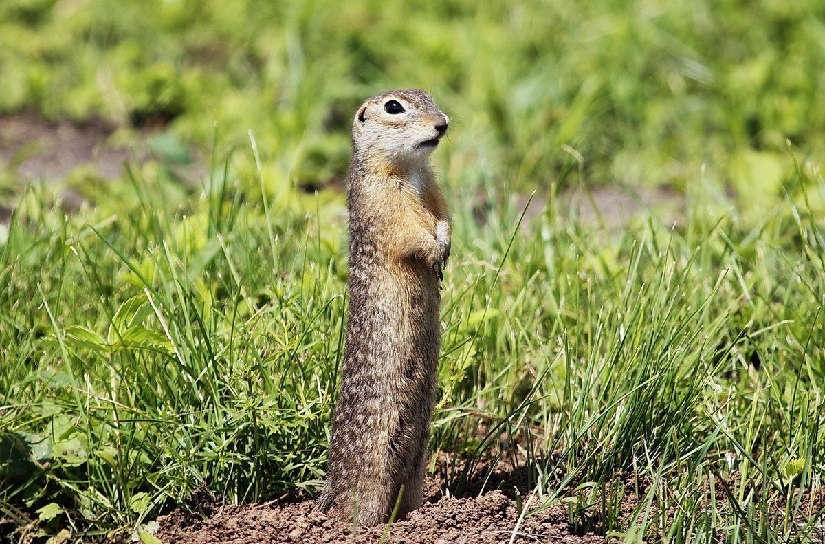 Крапчатый суслик красная