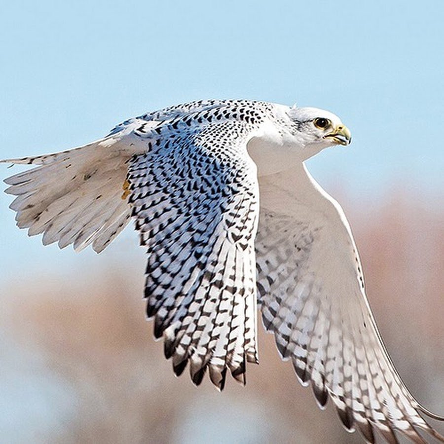 Ястреб-тетеревятник фото