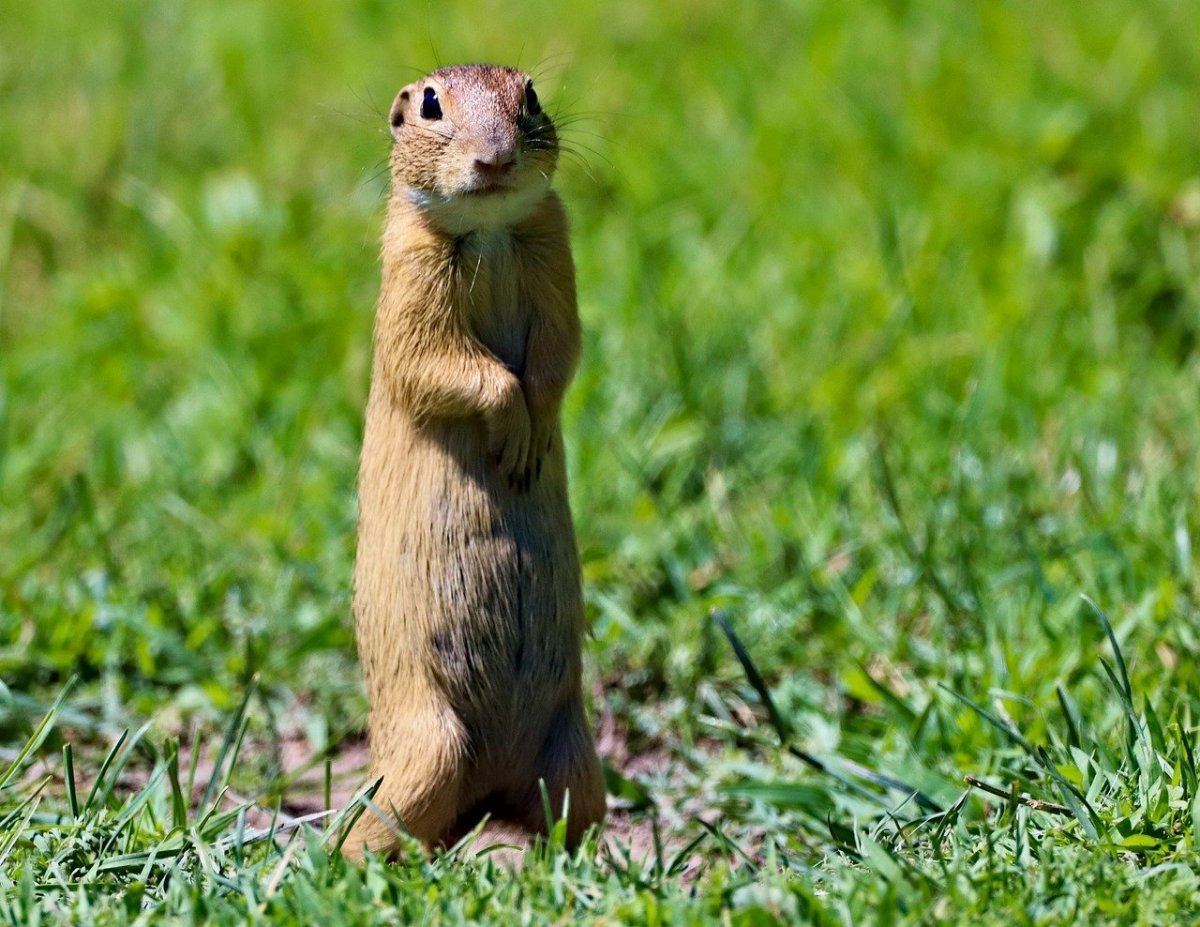 Суслик Гофер