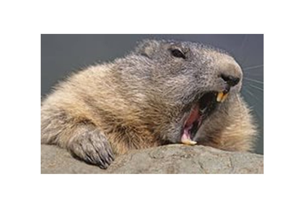 Бобр мемы