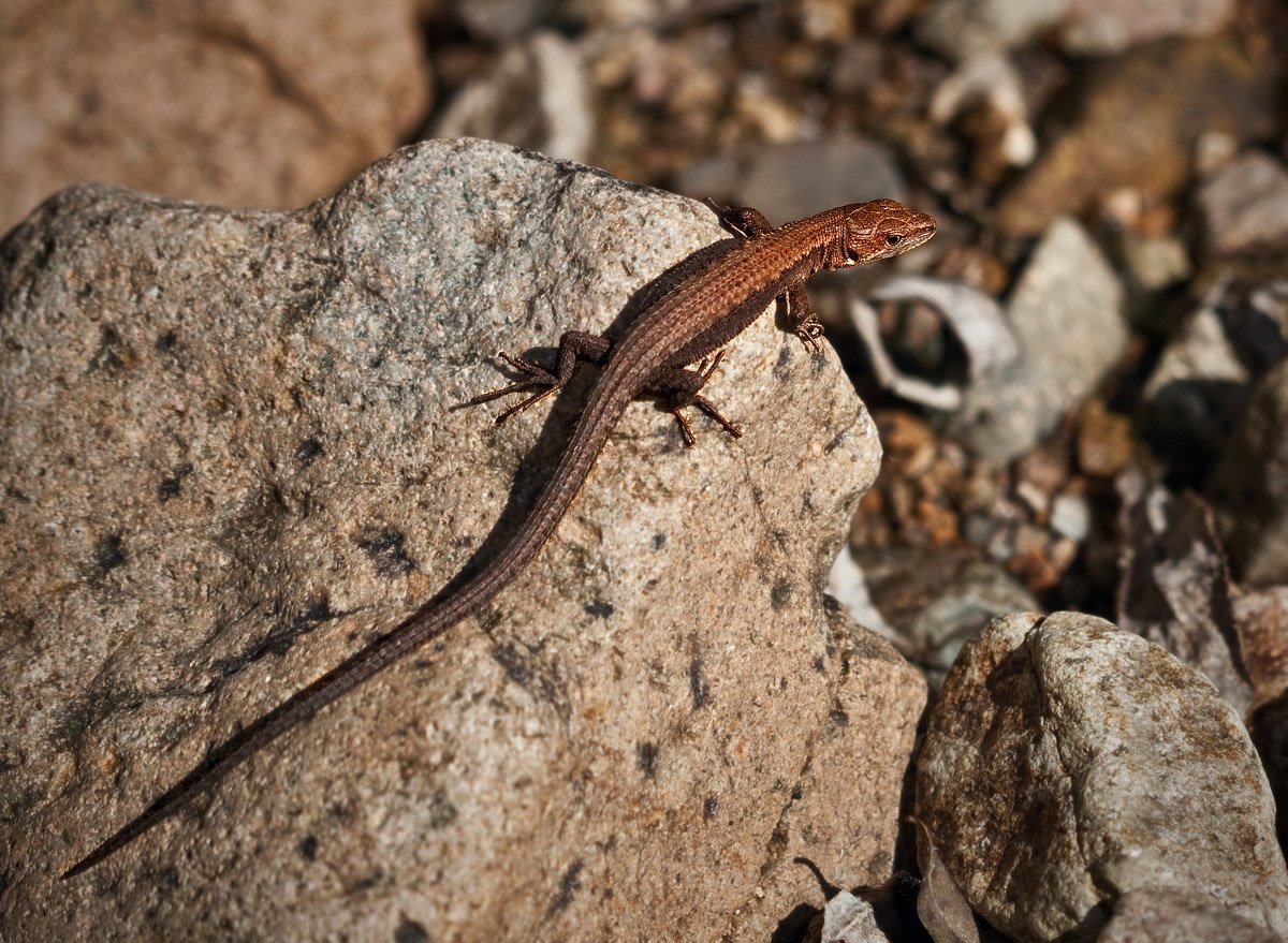 Амурская долгохвостка