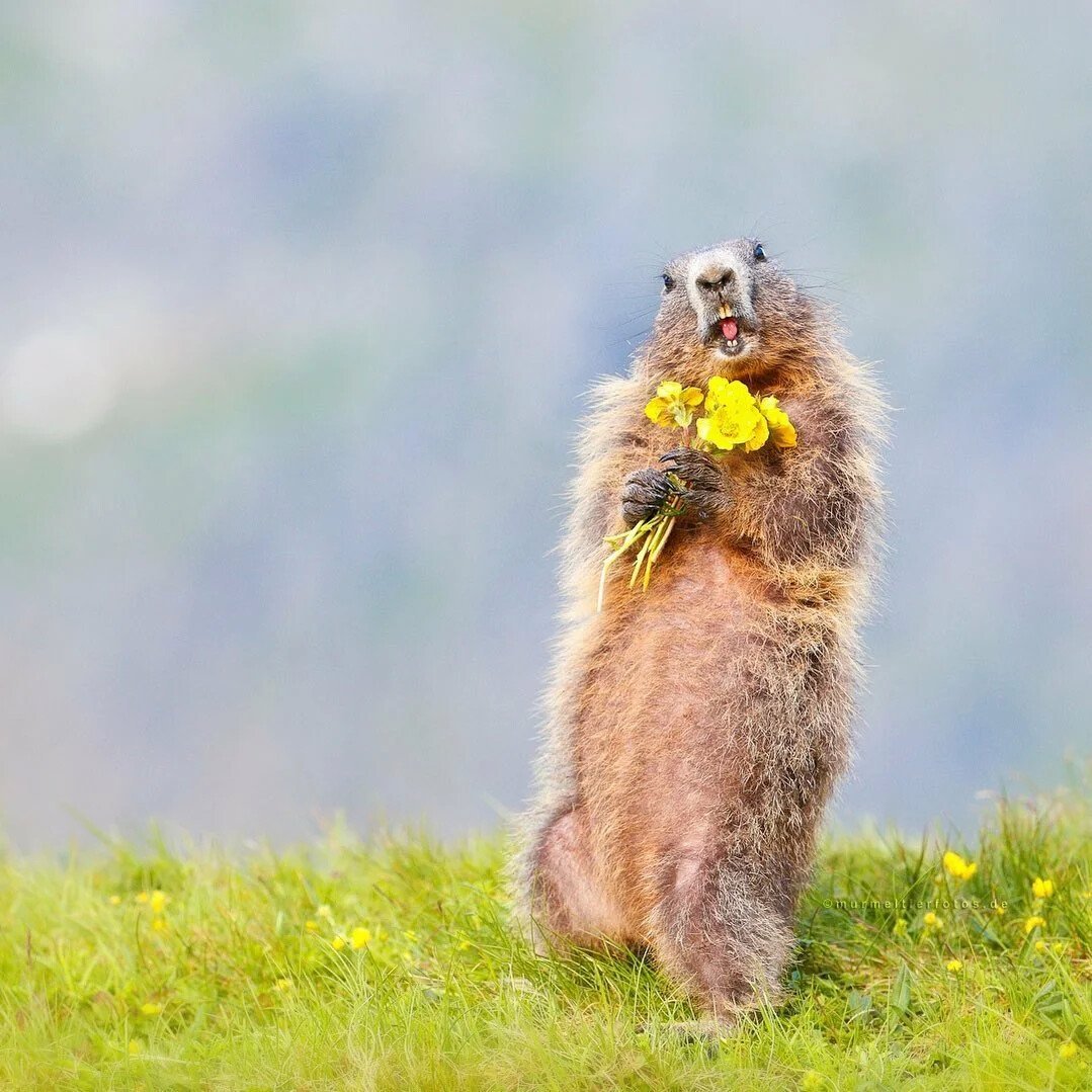 Сурок Байбак смешной
