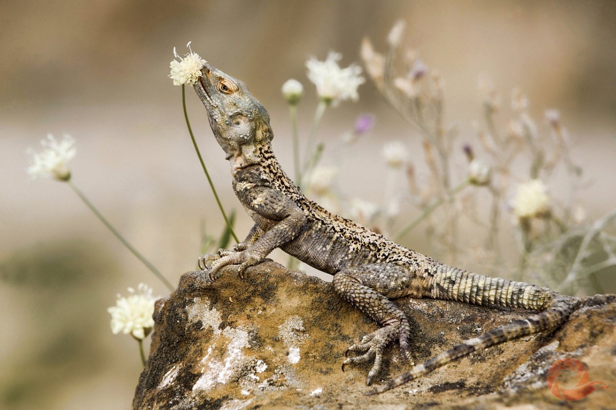 Агамовые ящерицы