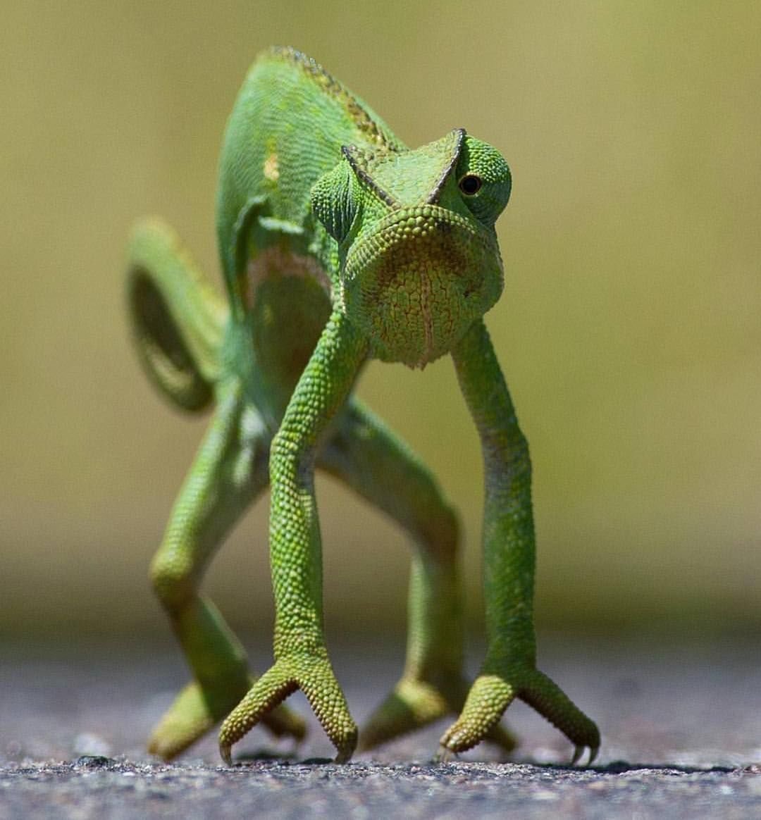 Варан игуана хамелеон