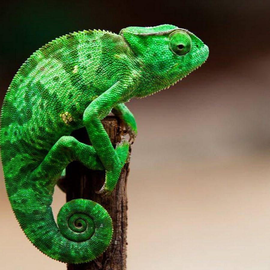 Хамелеон альбинос