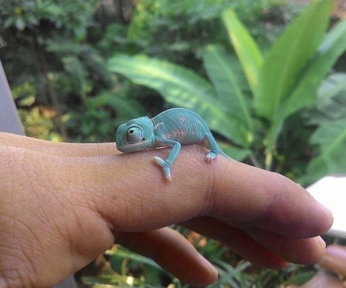 Йеменский хамелеон детеныш