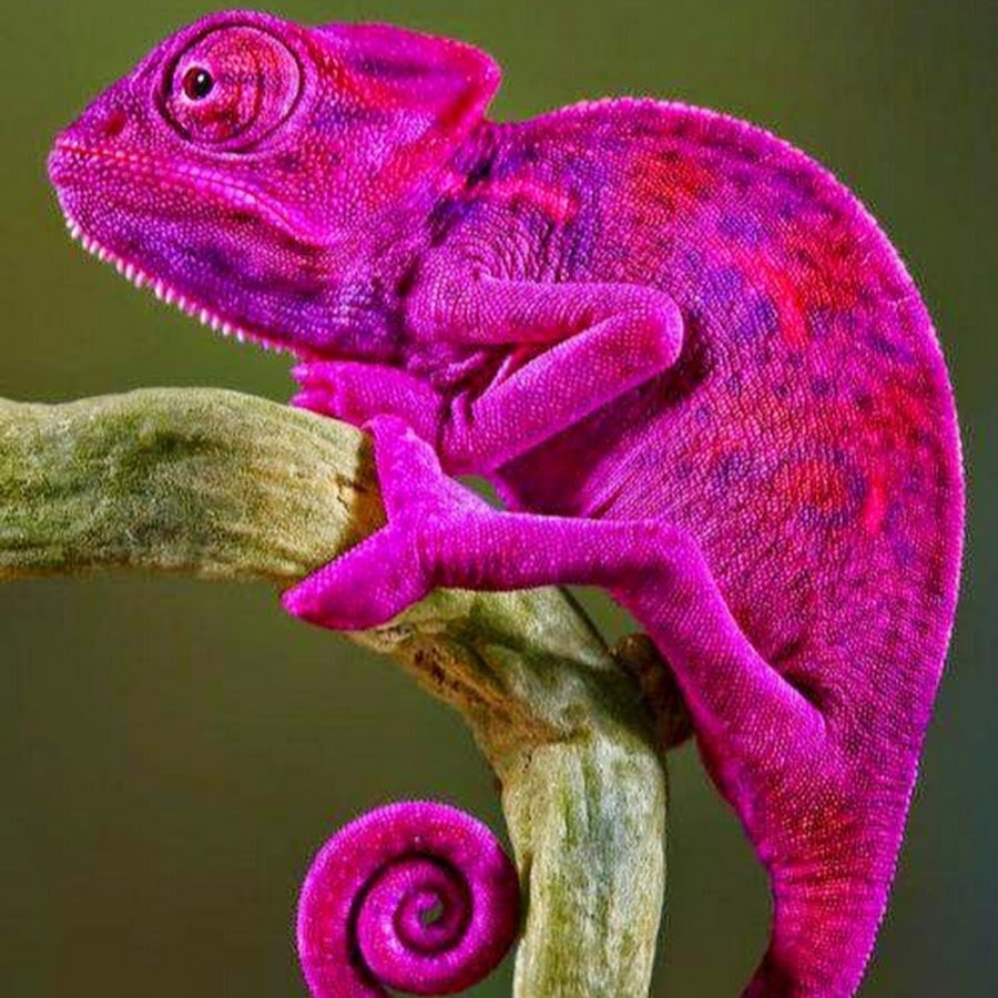 Хамелеон морда