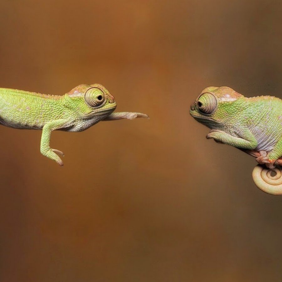 Хамелеон Джексона