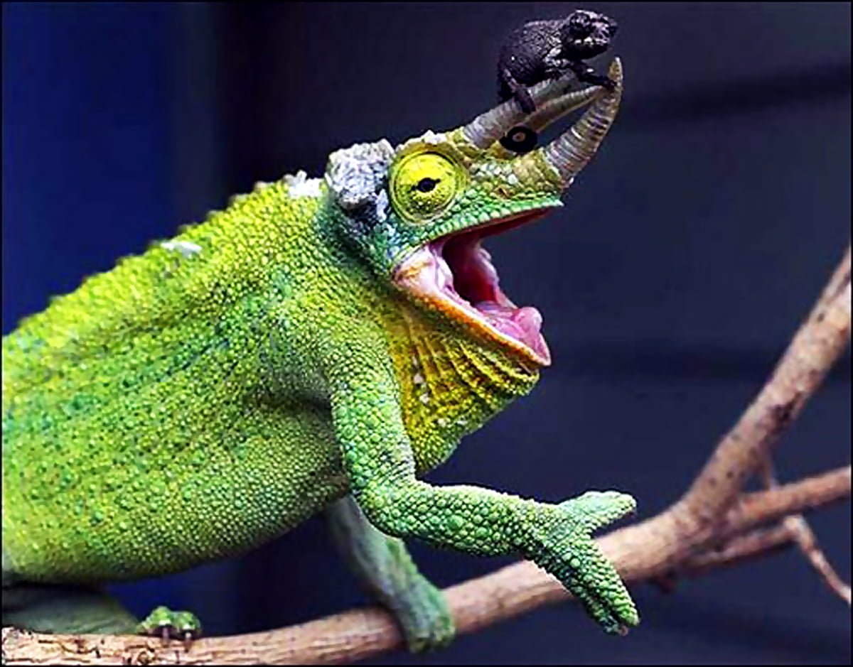 Шлемоносный хамелеон