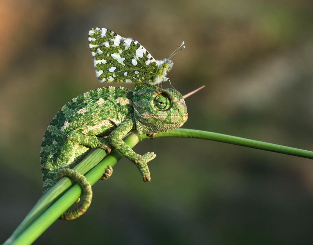 Разноцветная ящерица агама