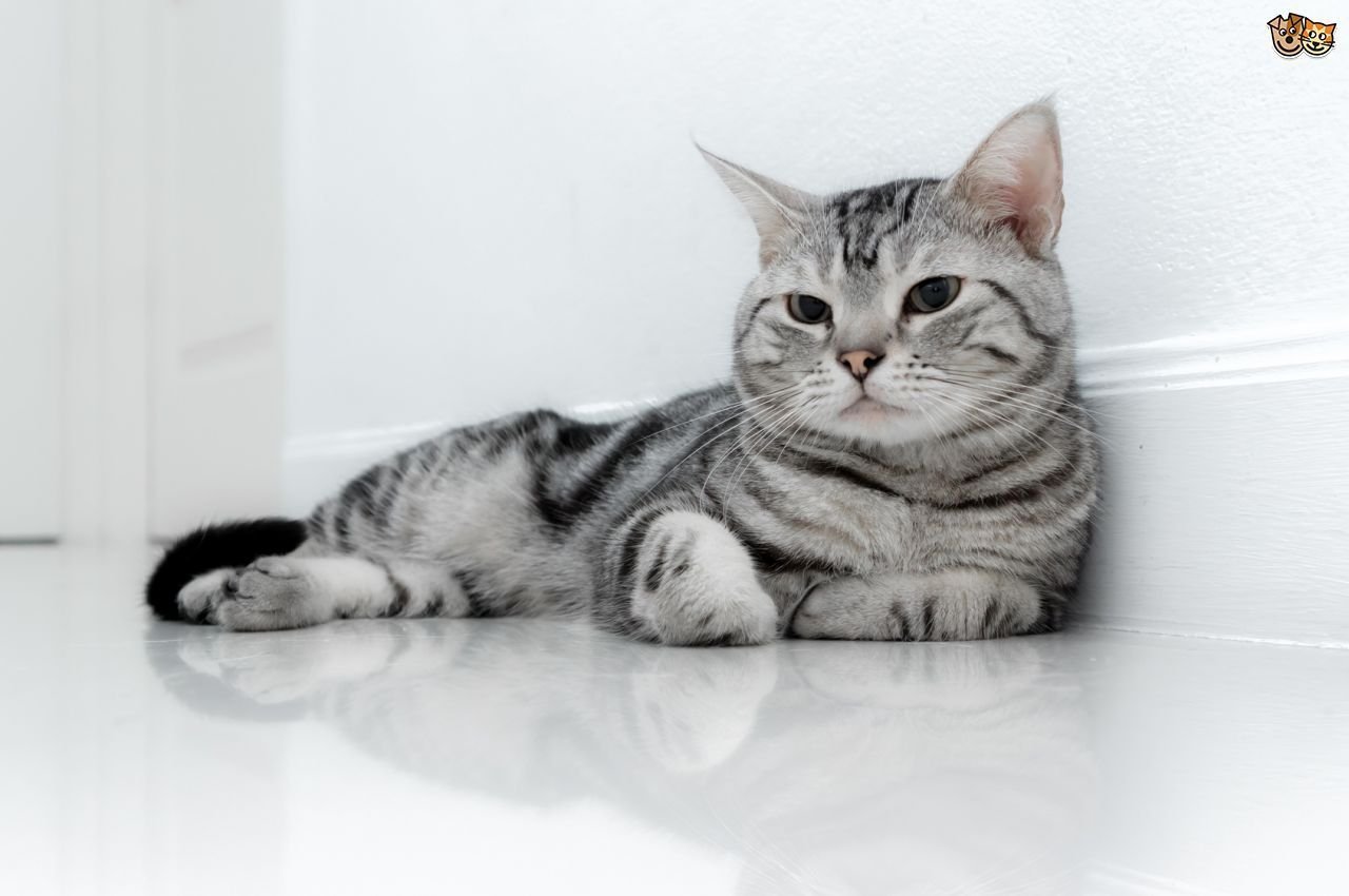 Британская короткошерстная кошка полосатая - 71 фото