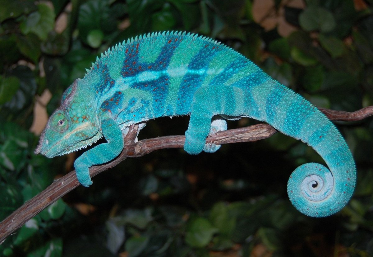 Пантеровый хамелеон