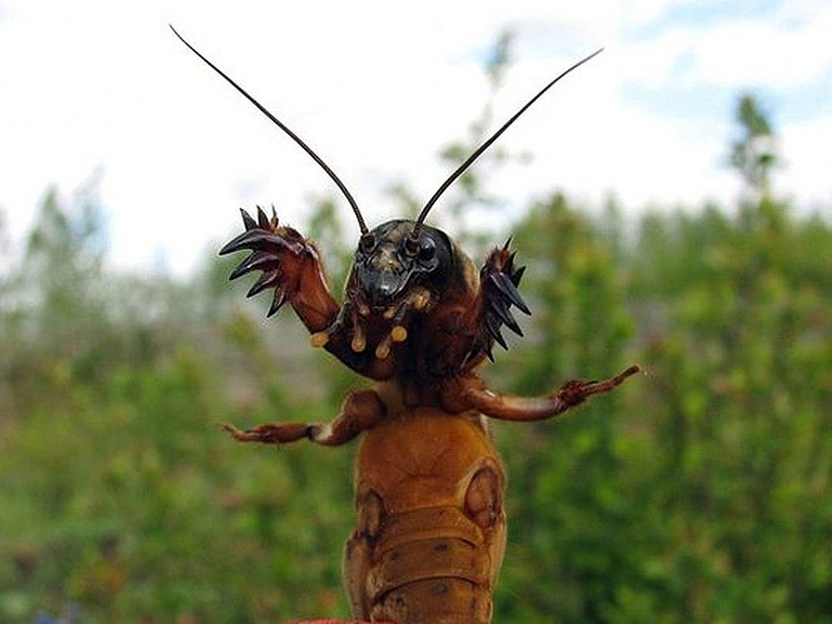 Медведка насекомое личинка