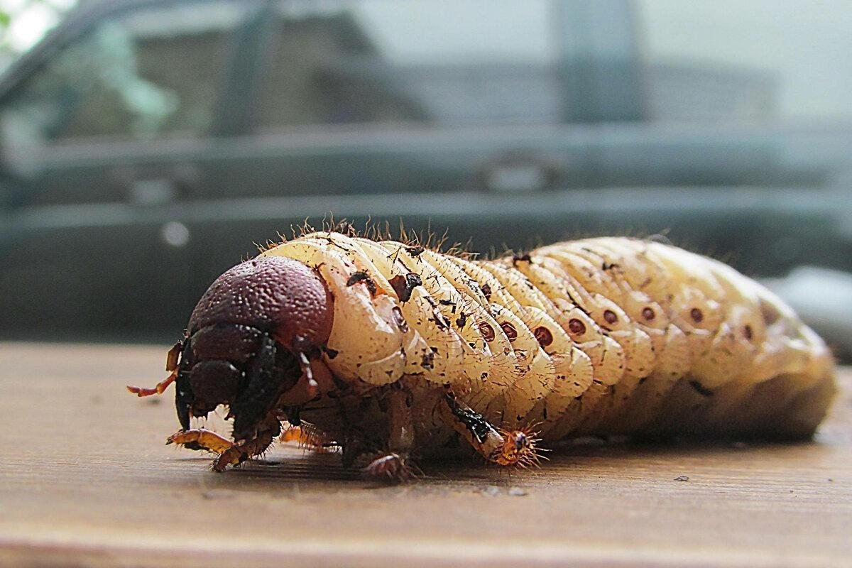 Личинки пластинчатоусых Жуков