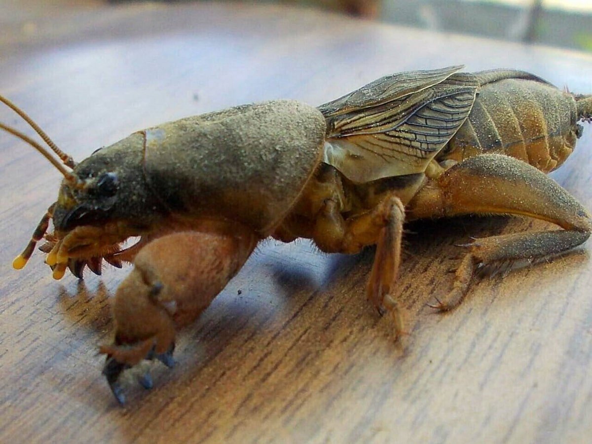 Капустница Жук медведка