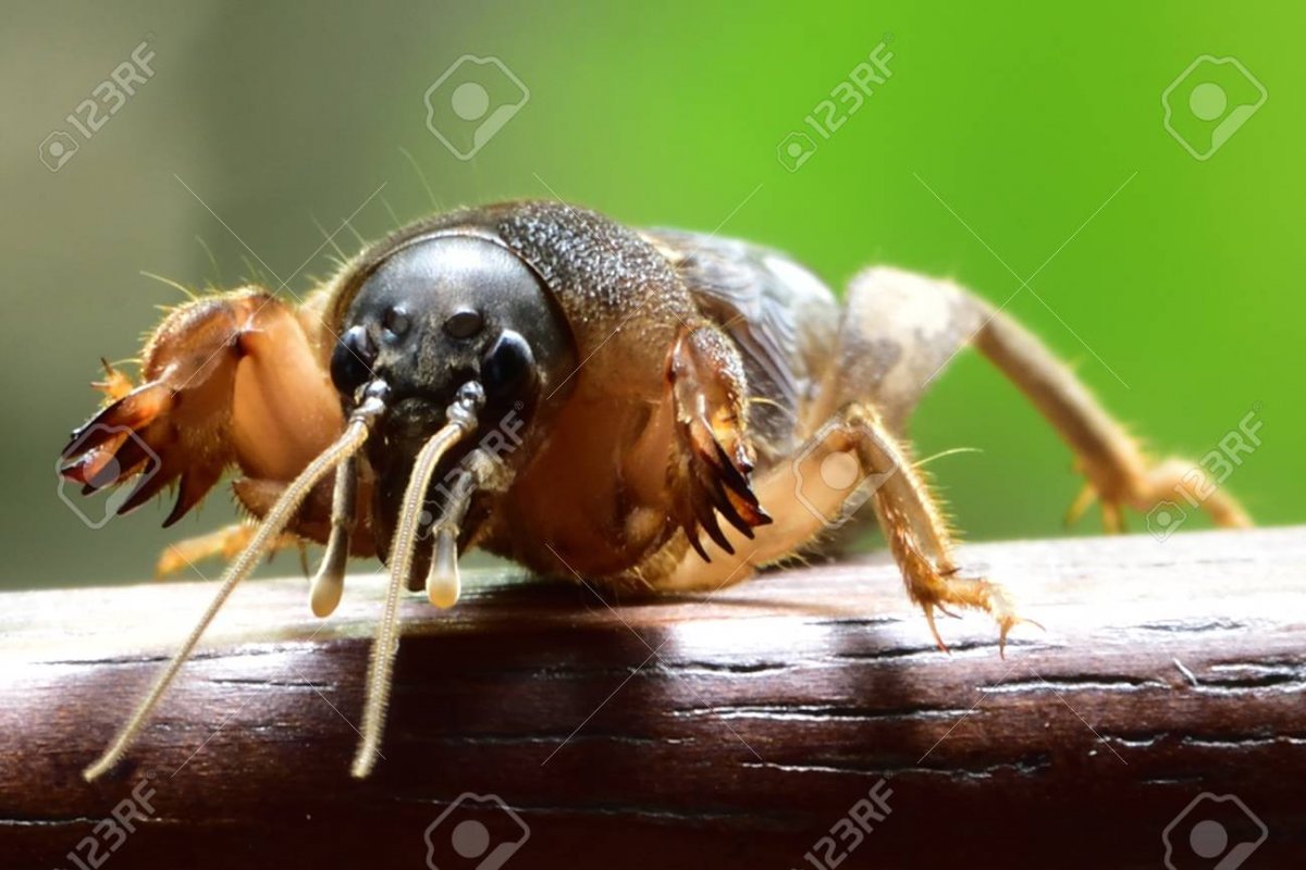 Медведка микроорганизм