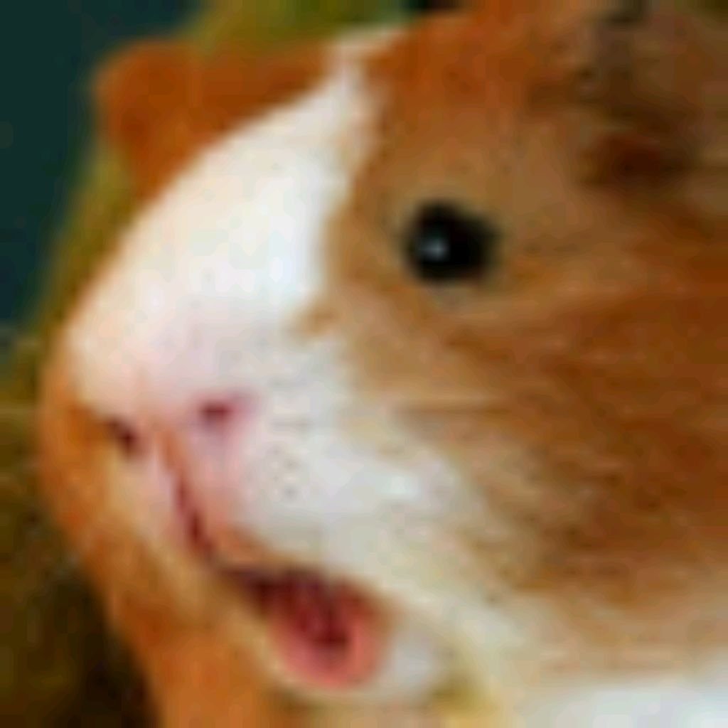 Морская Свинка черепаховая