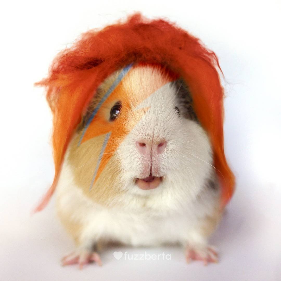 Морская Свинка арт