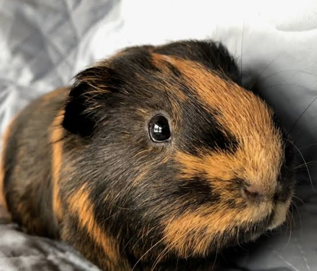 Морская Свинка розеточная